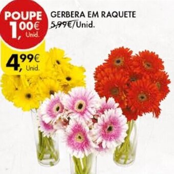 Gerbera em Raquete