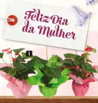Pingo Doce Mix Anthurium Vaso 14cm promoção