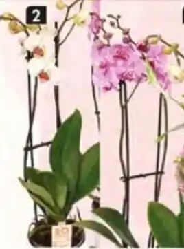Pingo Doce Phalaenopsis 2 Hastes Vaso 12cm promoção
