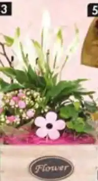 Pingo Doce Arranjo de Flores promoção