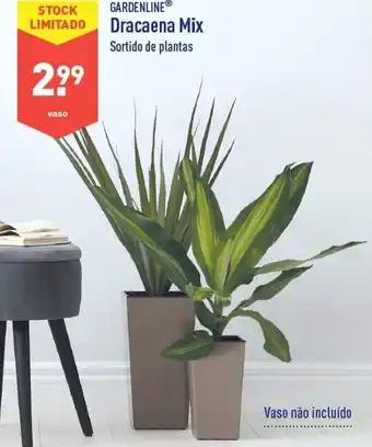 ALDI Gardenline Dracaena Mix promoção
