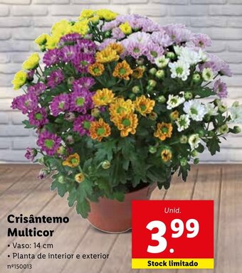 Crisântemo Multicor