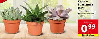 Lidl Catos e Suculentas Mini 6cm promoção
