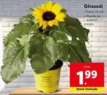Girassol 12cm