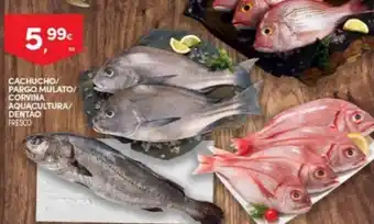 Continente Cachucho Pargo Mulato/Corvina Aquacultura/Dentão promoção