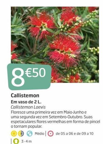 Jardiland Plantas com flores promoção