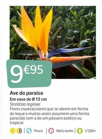 Jardiland Plantas com flores promoção