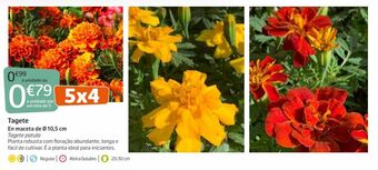 Jardiland Plantas com flores promoção