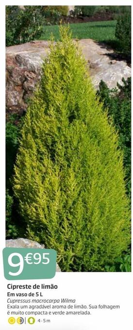 Jardiland Plantas promoção