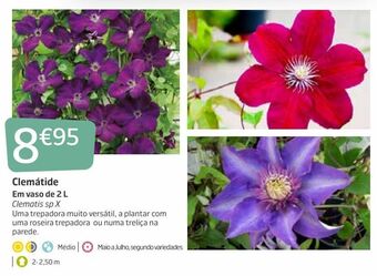 Jardiland Plantas com flores promoção