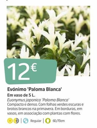 Jardiland Plantas com flores promoção