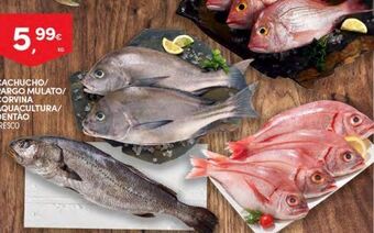 Continente Bom dia Peixe promoção
