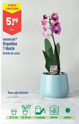 ALDI Orquídeas promoção