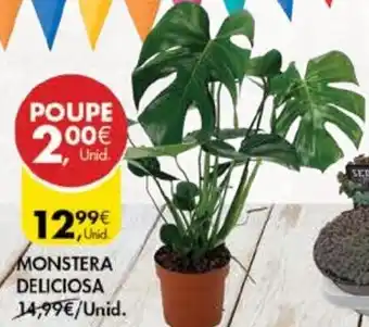 Pingo Doce Monstera Deliciosa promoção