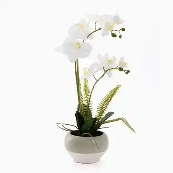VIVA Orquídea 0046 branco a.51cm promoção