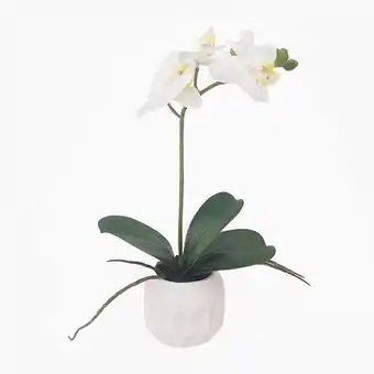 VIVA Orquídea 0070 branco a.30cm promoção