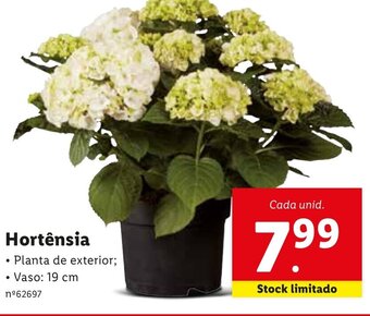 Lidl Hortensia promoção