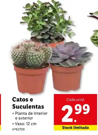 Lidl Catos e Suculentas 12cm promoção