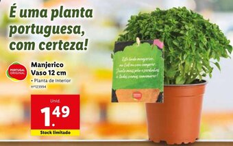 Lidl Manjerico Vaso 12cm promoção