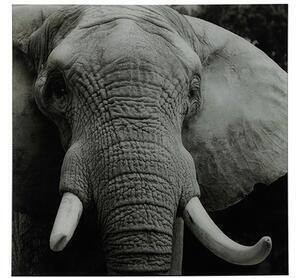 Favi Tablou elefant wild life l80 cm Ofertă
