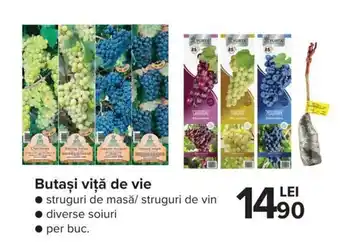 Butași viță de vie, per buc,, diverse soiuri