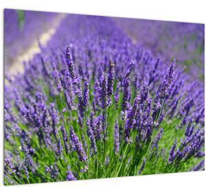 Favi Tablou - lavanda (70x50 cm) Ofertă
