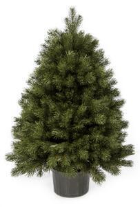 Favi Pom de crăciun full 3d mini pin 100 cm în ghiveci Ofertă
