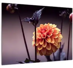 Favi Tablou - floare (70x50 cm) Ofertă