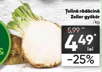 Țelină rădăcină Zeller gyoker 1 kg