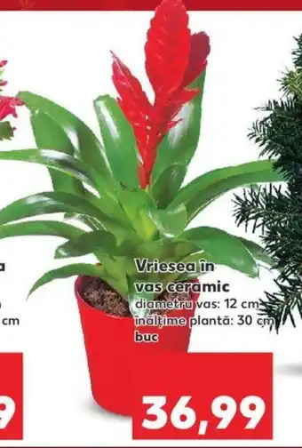 Kaufland Vriesea în vas ceramic per buc Ofertă