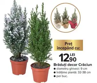 Carrefour Brăduți decor Crăciun diametru ghiveci: 9 cm, inălțime plantă 32-38 cm, per buc Ofertă