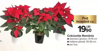 Carrefour Crăciunițe România diametru ghiveci: 13-19 cm, înălțime plantă 35-55 cm, per buc Ofertă