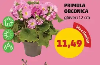 Penny Primula obconica ghiveci 12cm Ofertă