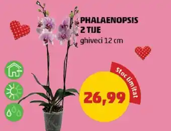 Penny Phalaenopsis 2 tije ghiveci 12cm Ofertă