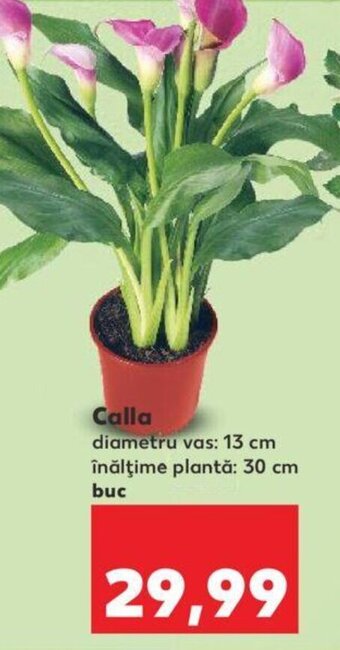 Kaufland Calla Ofertă