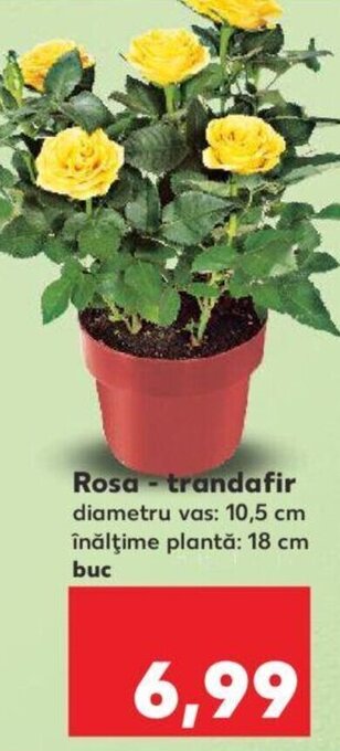 Kaufland Rosa - trandafir Ofertă