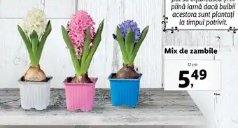 Lidl Lidl florăria mix de zambile 12cm Ofertă
