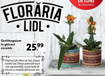 Lidl Lidl florăria lidl ornithogalum în ghiveci ceramic 26cm Ofertă