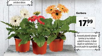 Lidl Lidl florăria gerbera 25cm Ofertă