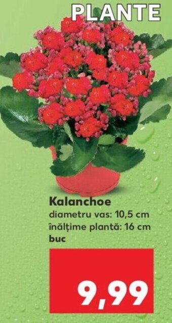 Kaufland Kalanchoe Ofertă