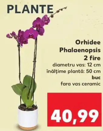 Kaufland Orhidee phalaenopsis 2 fire diametru vas 12cm înălțime plantă 50cm buc fara vas ceramic Ofertă