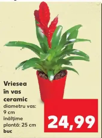 Kaufland Vriesea în vas ceramic diametru vas 9cm înălțime plantă 25cm buc Ofertă