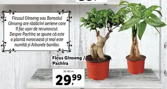 Lidl Lidl florăria ficus ginseng / pachira 30-40cm Ofertă