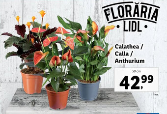 Lidl Lidl florăria calathea / calla / anthurium 50cm Ofertă