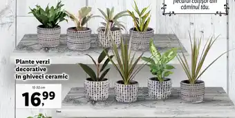 Lidl Lidl florarăria plante verzi decorative în ghiveci ceramic 15-30cm Ofertă