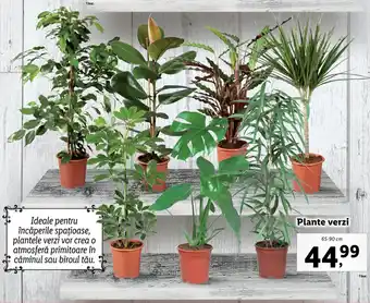 Lidl Lidl florăria plante verzi 65-90cm Ofertă