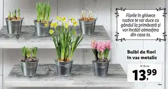 Lidl Lidl florăria bulbi de flori în vas metalic 14-16cm Ofertă