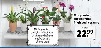 Lidl Lidl florăria mix plante exotice mini în ghiveci ceramic 20-24cm Ofertă