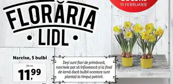 Lidl florăria narcise 5 bulbi 20cm
