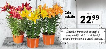 Lidl Lidl florăria crin asiatic 40cm Ofertă